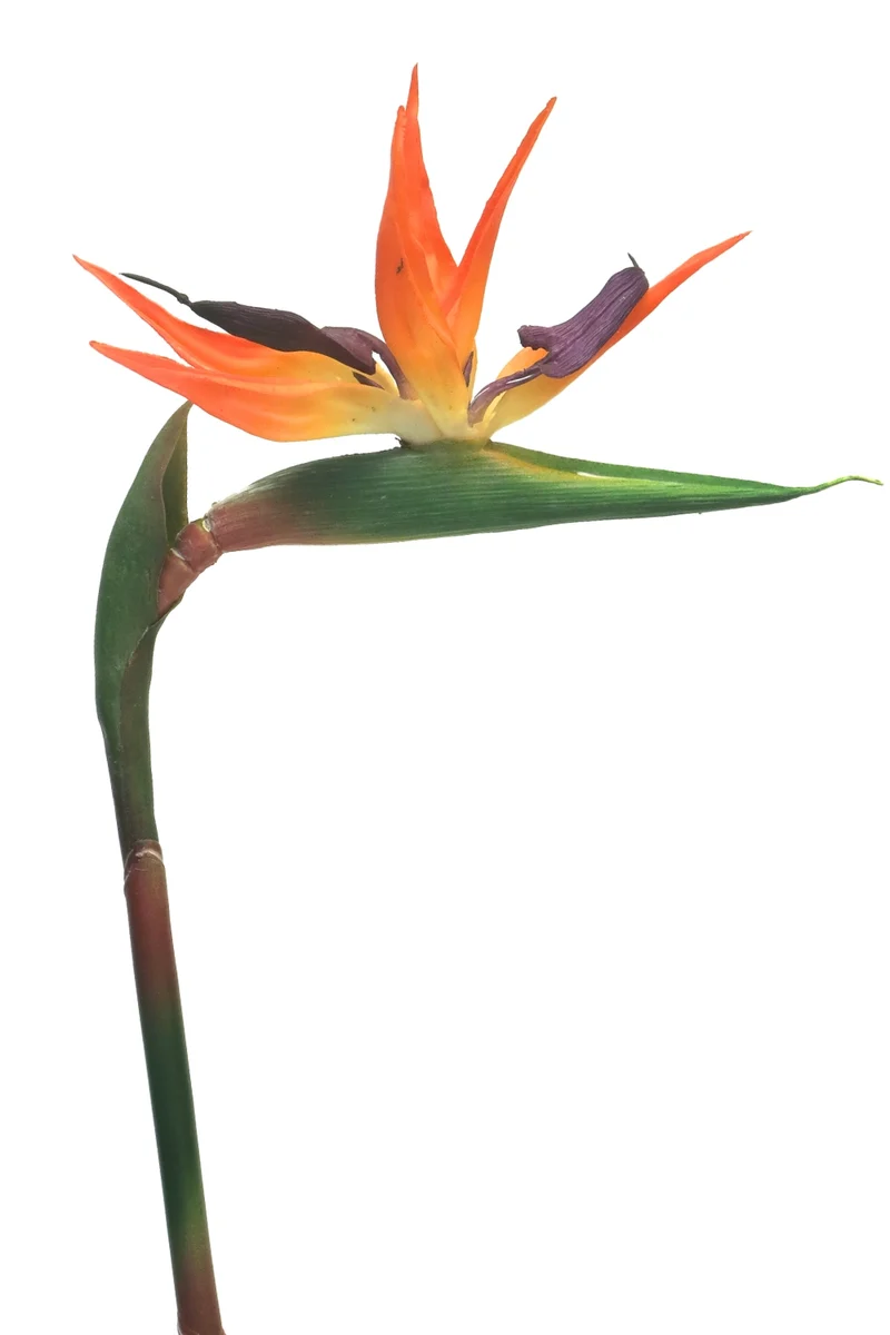 Strelitzia Kunstblume 84 cm