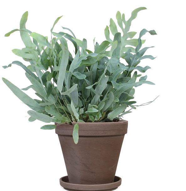 Phlebodium blue star (Goldtüpfel-Farn "Blue Star") (M)