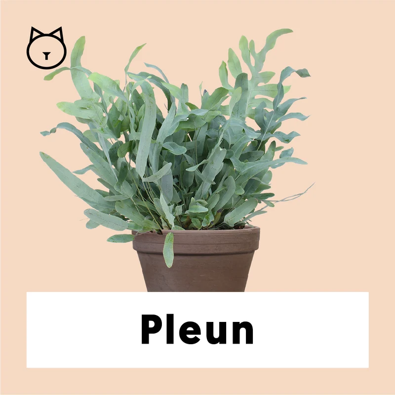Phlebodium blue star (Goldtüpfel-Farn "Blue Star") (M)