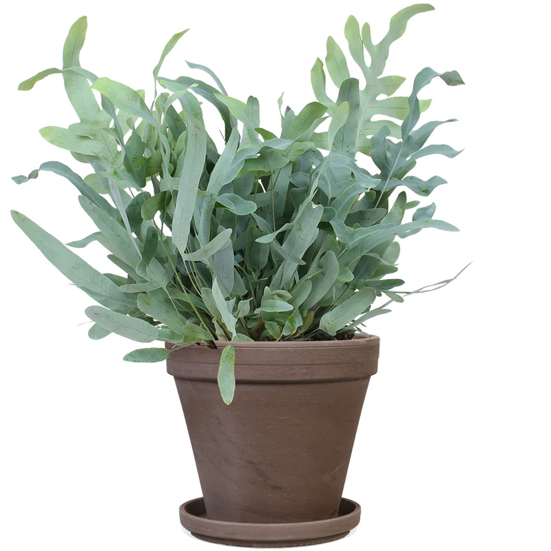 Phlebodium blue star (Goldtüpfel-Farn "Blue Star") (M)