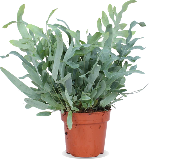 Phlebodium blue star (Goldtüpfel-Farn "Blue Star") (M)