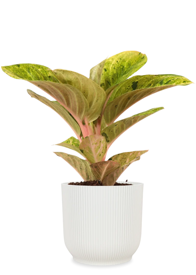 Aglaonema Apple Fantasy (Kolbenfaden) (S)