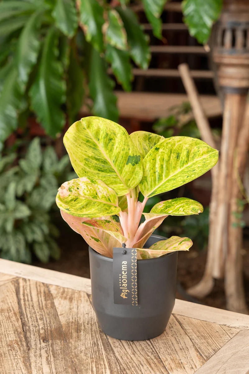 Aglaonema Apple Fantasy (Kolbenfaden) (S)