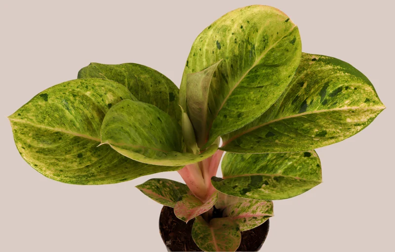 Aglaonema Apple Fantasy (Kolbenfaden) (S)