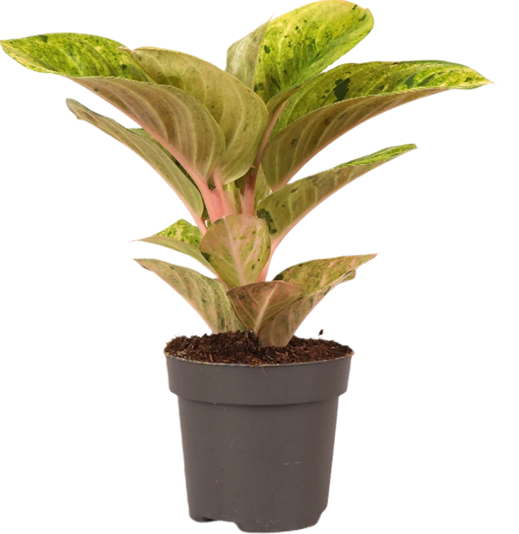 Aglaonema Apple Fantasy (Kolbenfaden) (S)