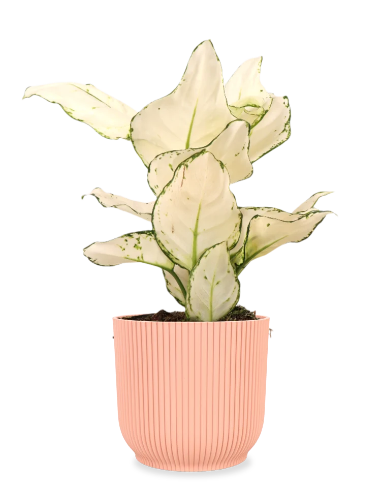 Aglaonema White Joy (Kolbenfaden) (S)