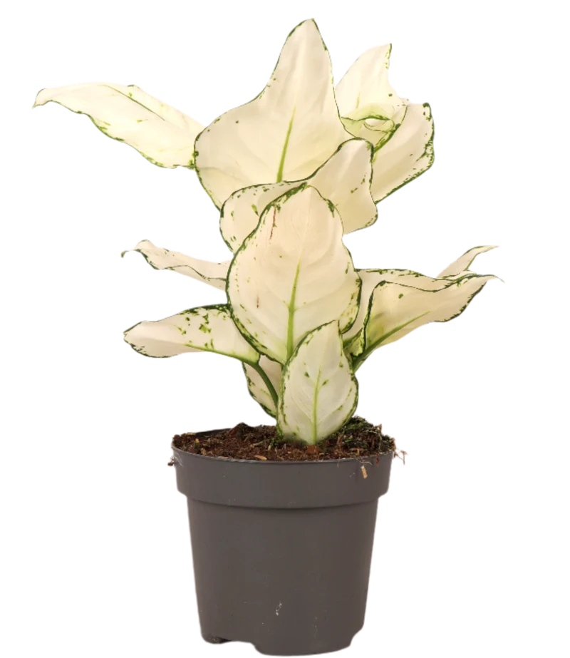 Aglaonema White Joy (Kolbenfaden) (S)
