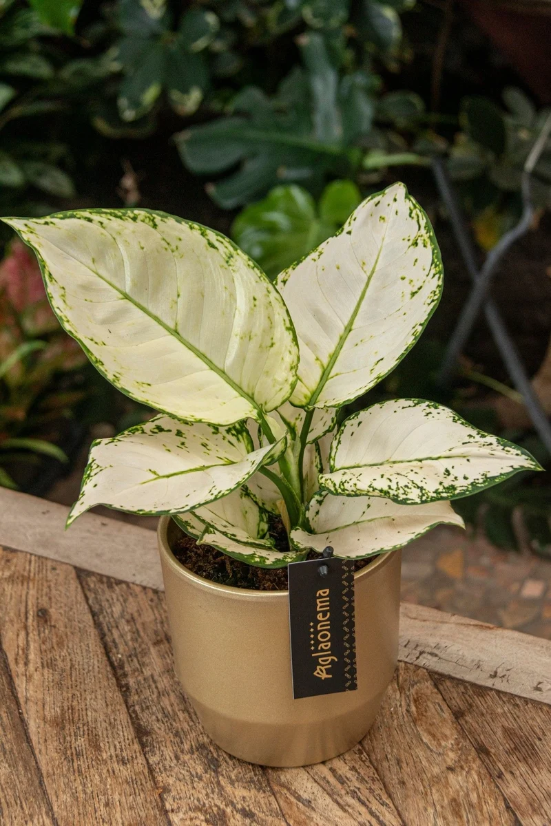 Aglaonema White Joy (Kolbenfaden) (S)
