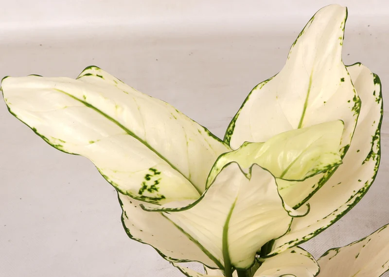 Aglaonema White Joy (Kolbenfaden) (S)