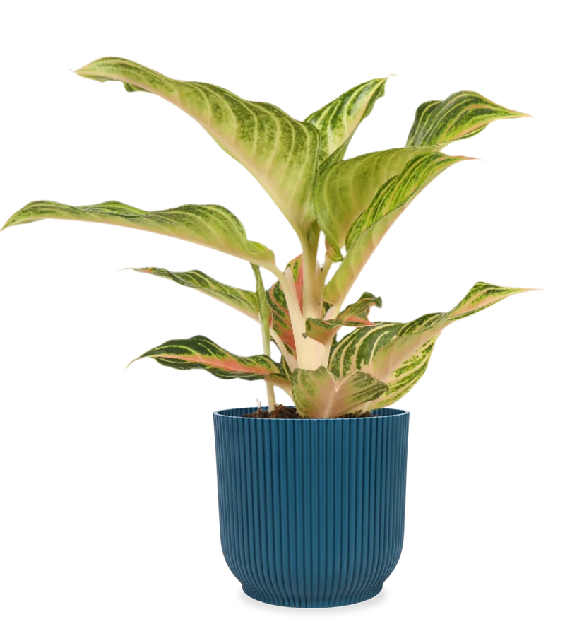 Aglaonema Eye Catcher (Kolbenfaden) (S)