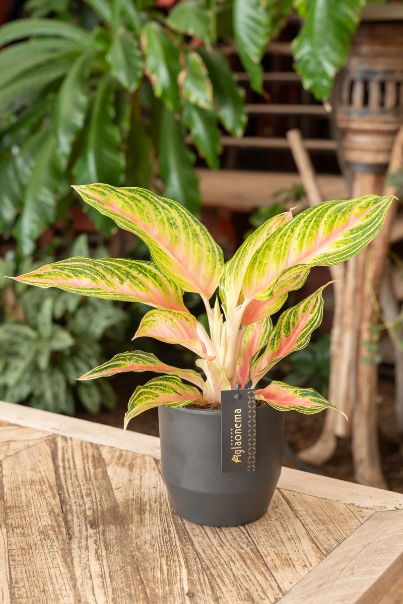 Aglaonema Eye Catcher (Kolbenfaden) (S)