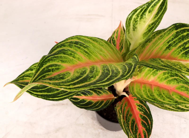 Aglaonema Eye Catcher (Kolbenfaden) (S)