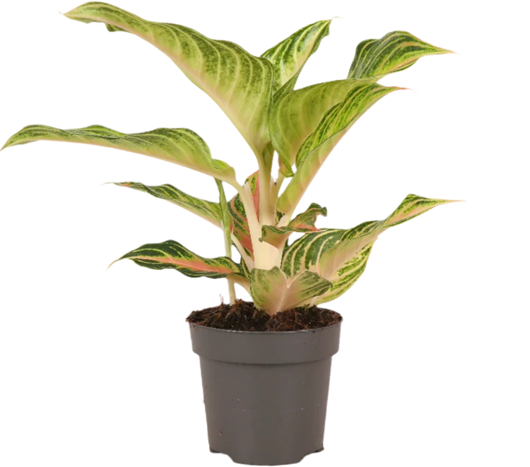 Aglaonema Eye Catcher (Kolbenfaden) (S)
