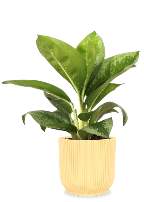 Aglaonema Lemon Mint (Kolbenfaden) (S)