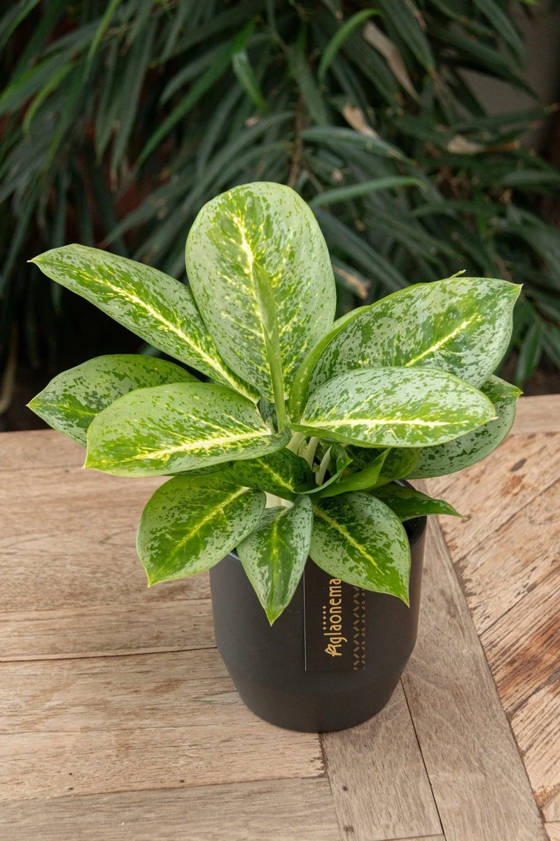 Aglaonema Lemon Mint (Kolbenfaden) (S)