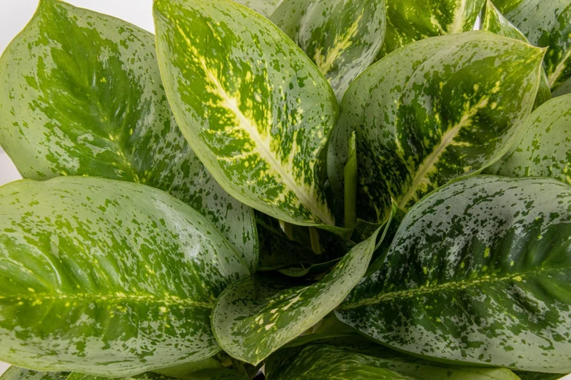 Aglaonema Lemon Mint (Kolbenfaden) (S)