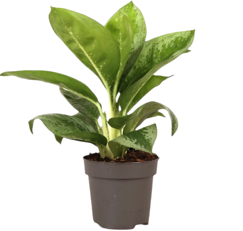 Aglaonema Lemon Mint (Kolbenfaden) (S)