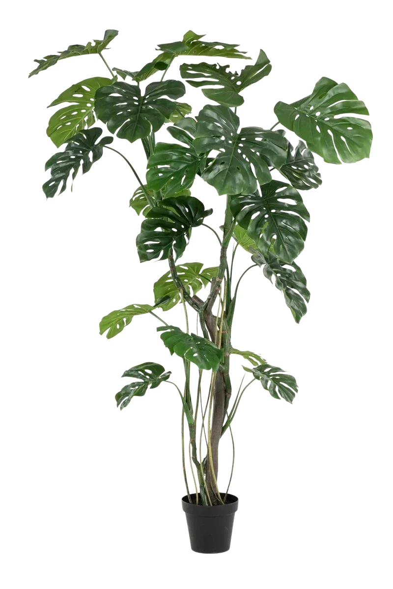 Künstliche Monstera - Mogli | 210 cm