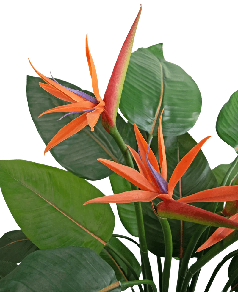 Kunstplant Strelitzia 120 cm