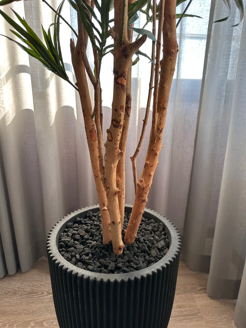 Künstliche Dracaena Reflexa – Maelis | 180 cm