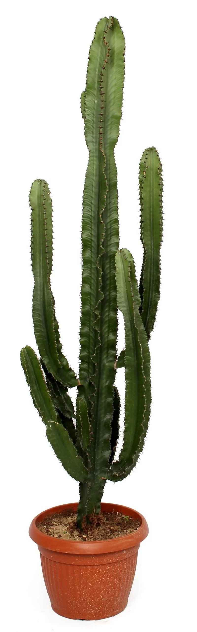Euphorbia erytrea (Wolfsmilchkaktus) (XL) 145cm