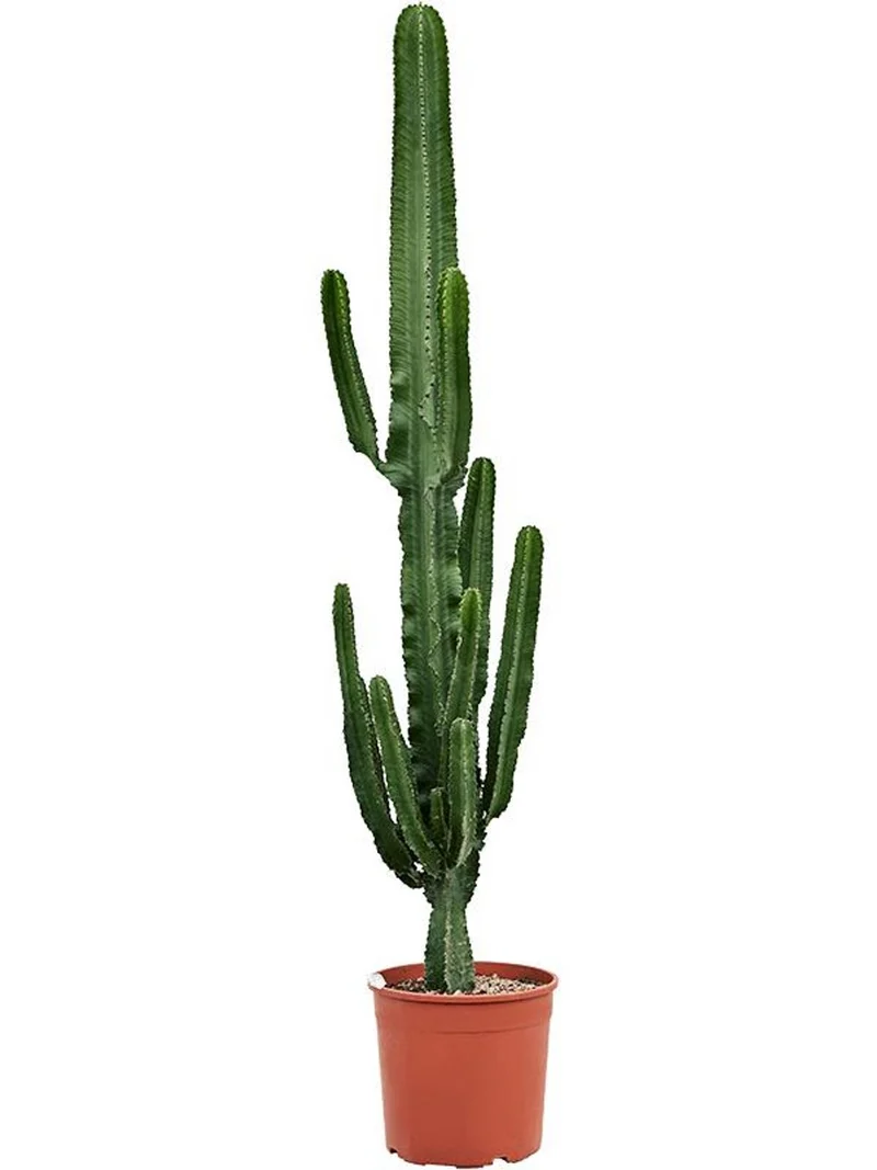 Euphorbia erytrea (Wolfsmilchkaktus) (XL) 175cm