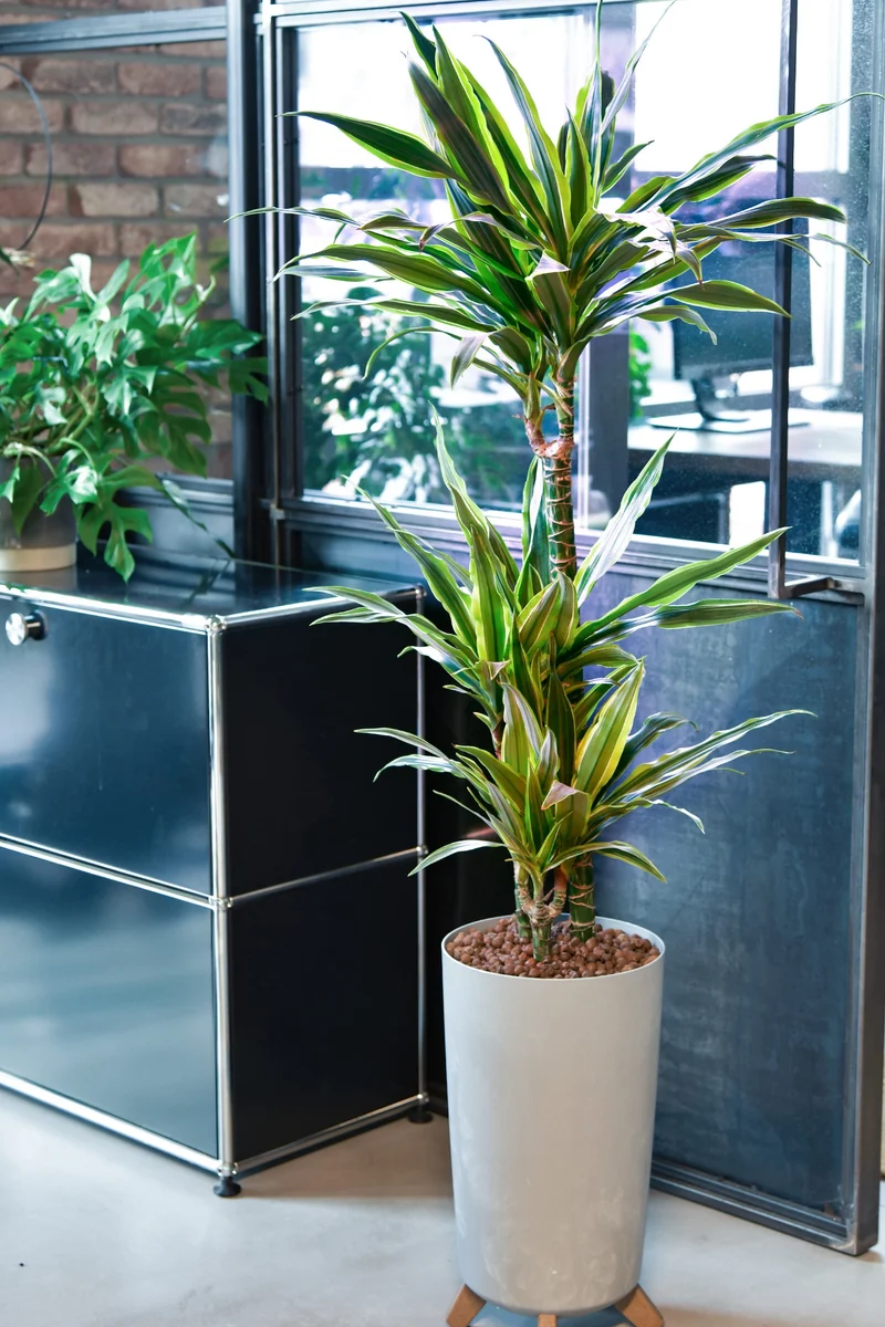 Hydro Kingsize Lemon Drachenbaum 110-120cm