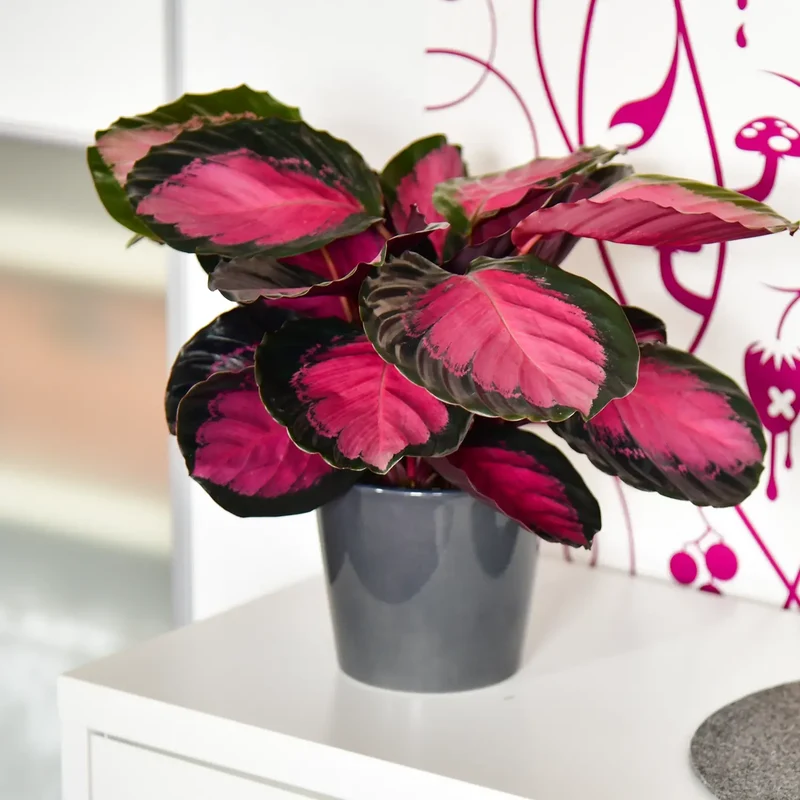 Calathea Rose Crimson