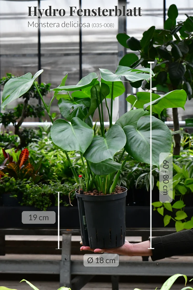 Hydro Kingsize Monstera, 60-80cm