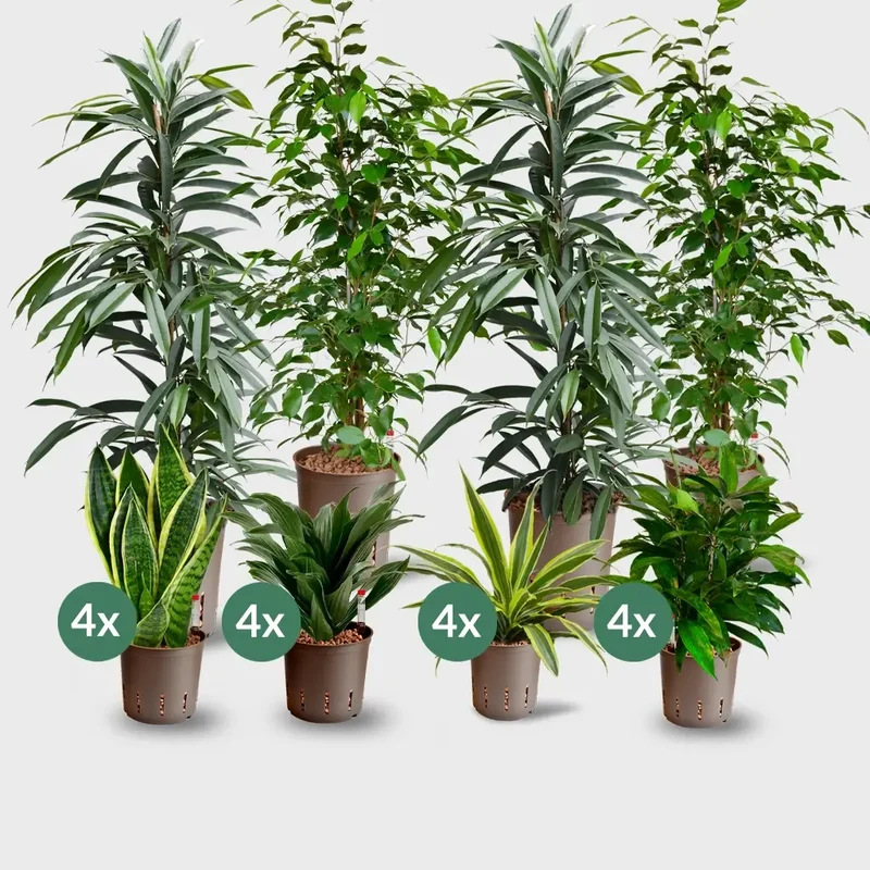 20er Box Hydrokultur Büropflanzen bewährte Klassiker (4x XL, 16x bis H50cm)