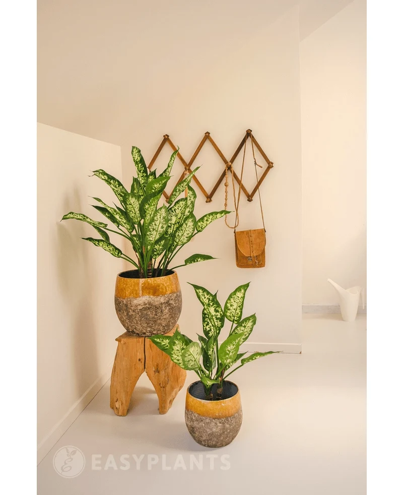Kunstplant Dieffenbachia 40 cm