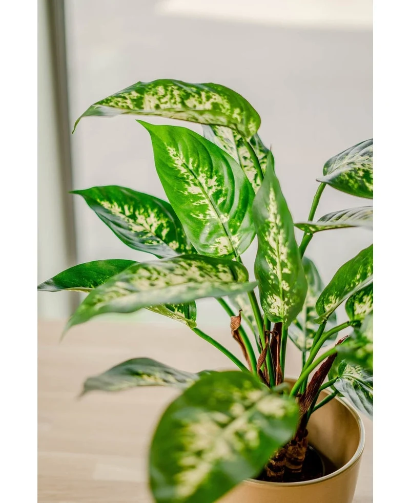Kunstplant Dieffenbachia 40 cm