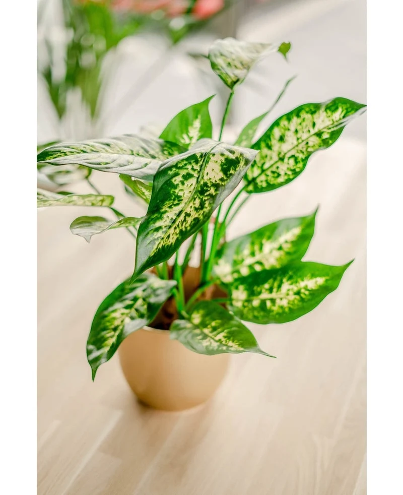 Kunstplant Dieffenbachia 40 cm
