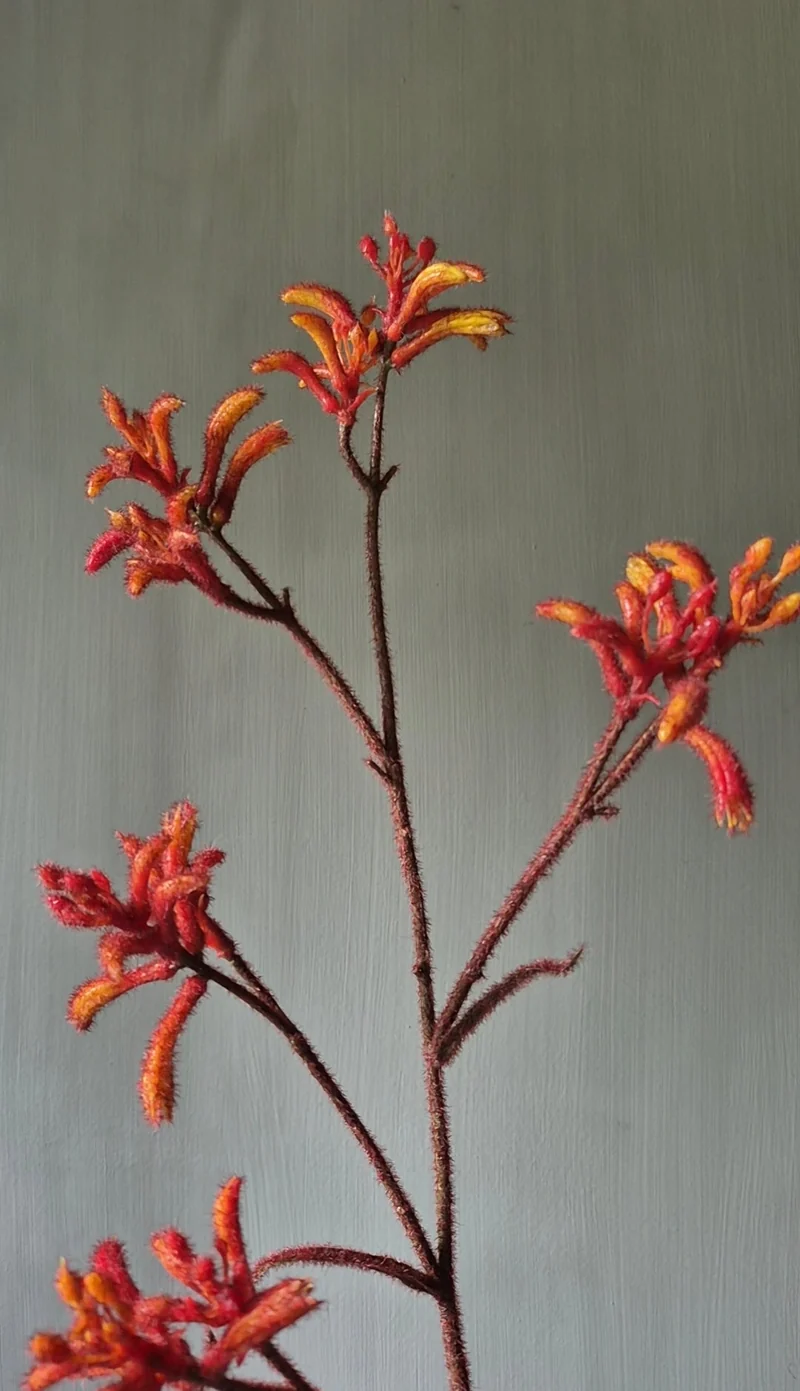 Kangoeroepoot kunstbloem oranje - 76cm