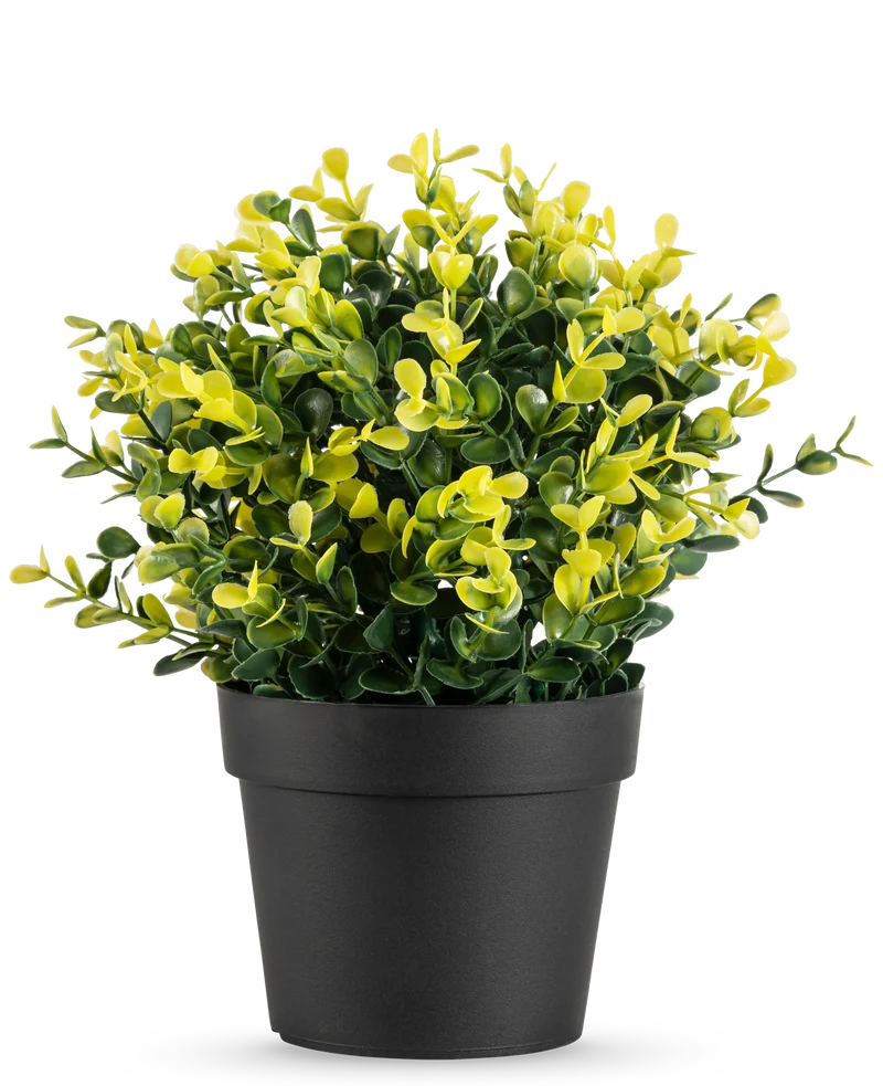 Kunstpflanze Buxus gelb im Topf 19 cm UV