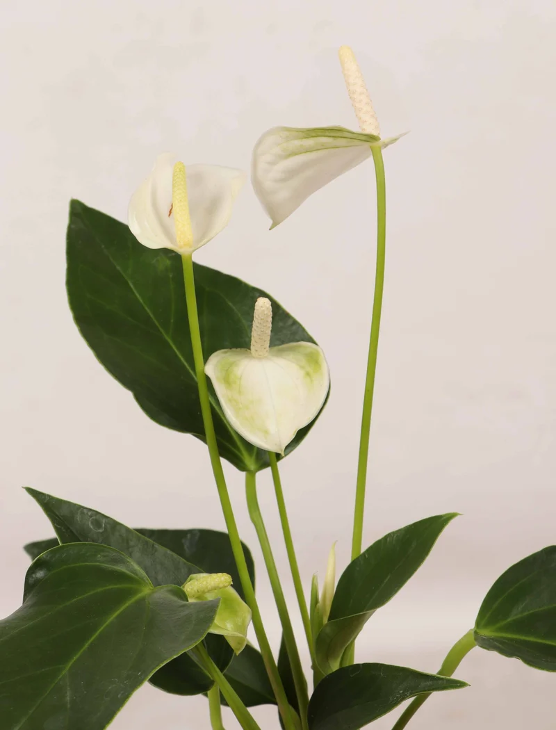 Weiße Flamingoblume (Flamingopflanze)