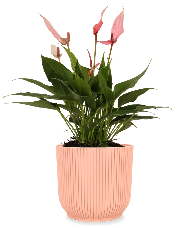 Pink Anthurium (Flamingopflanze)