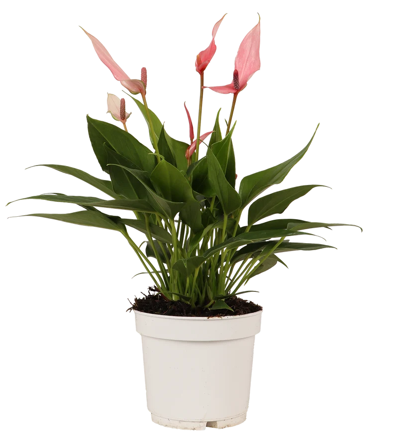 Pink Anthurium (Flamingopflanze)