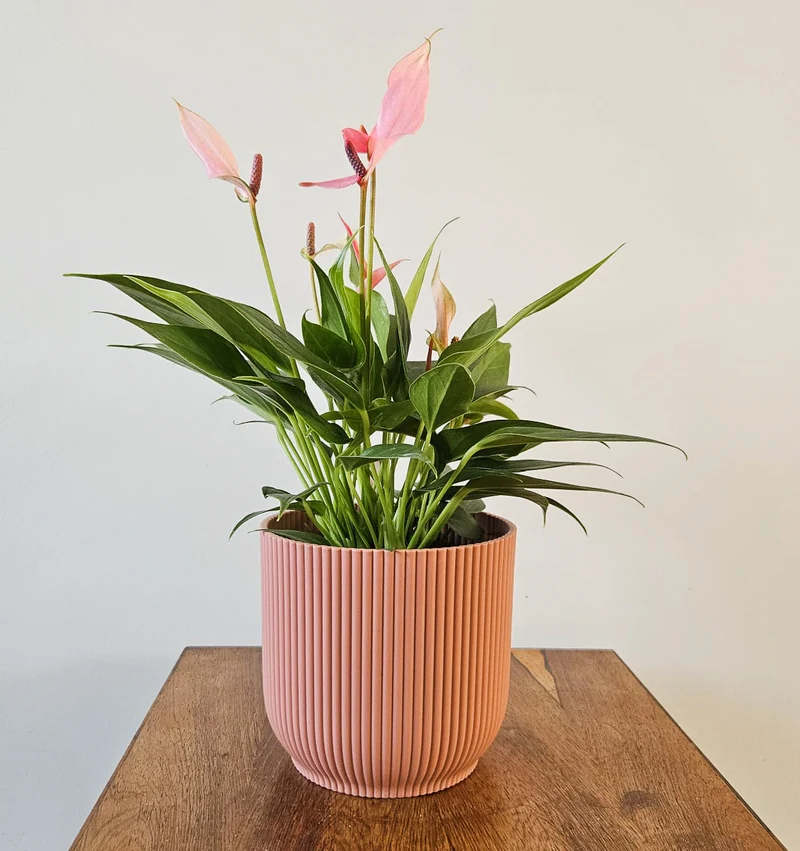 Pink Anthurium (Flamingopflanze)