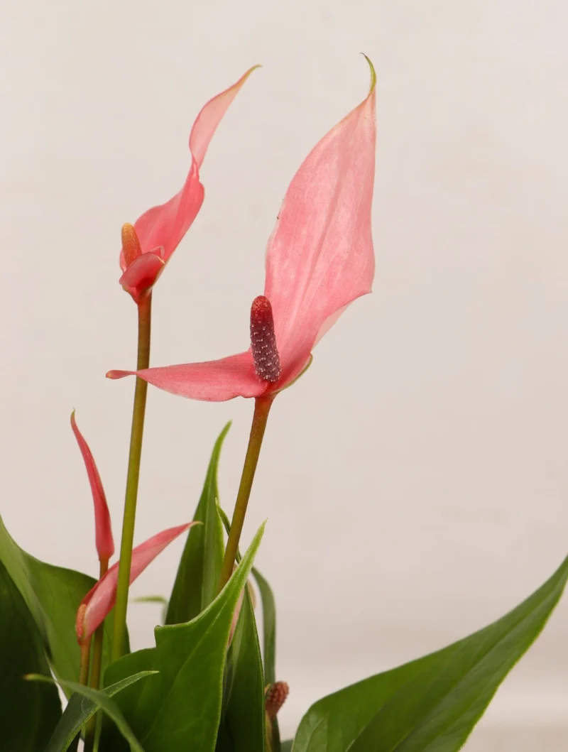 Pink Anthurium (Flamingopflanze)