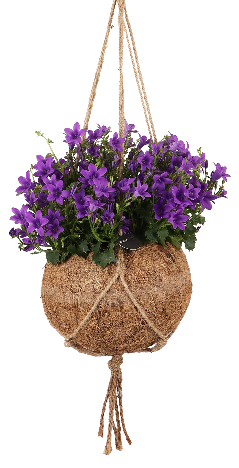 Campanula (Glockenblume) in Kokodama