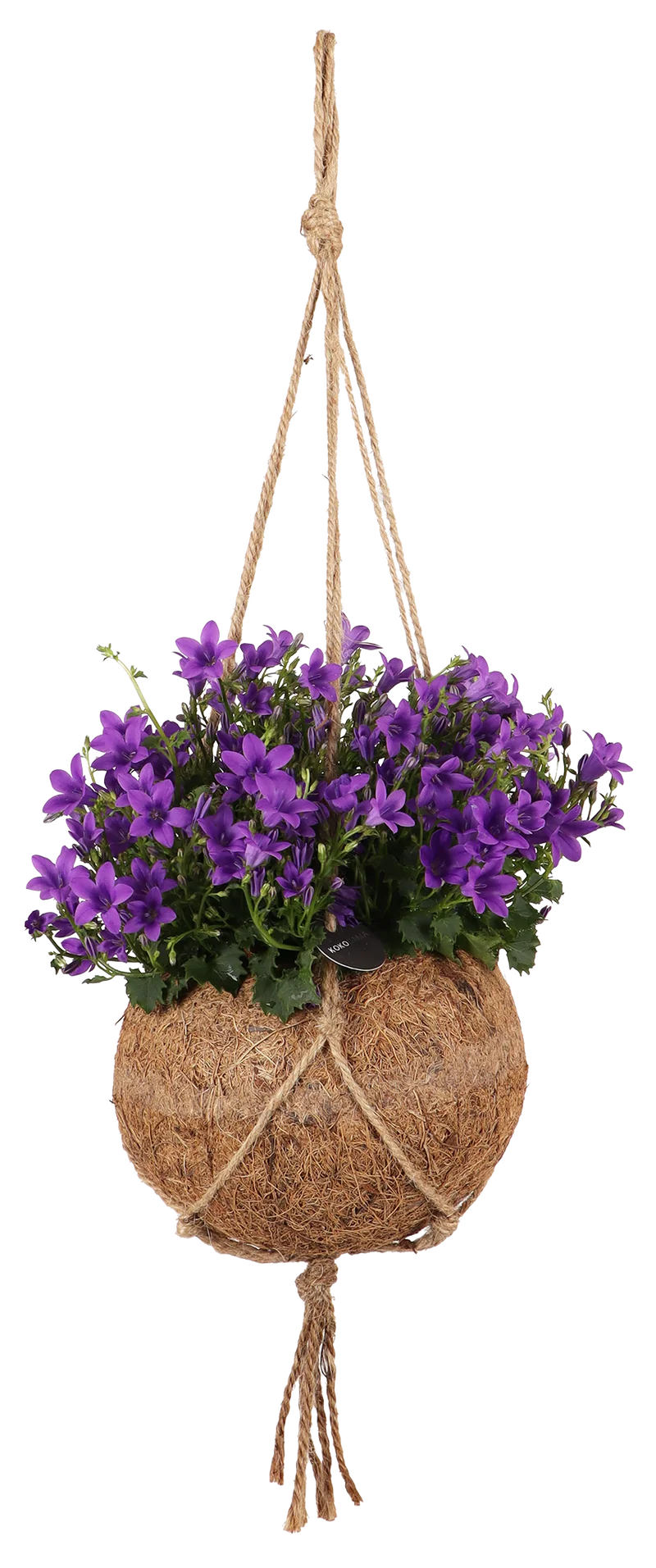 Campanula (Glockenblume) in Kokodama