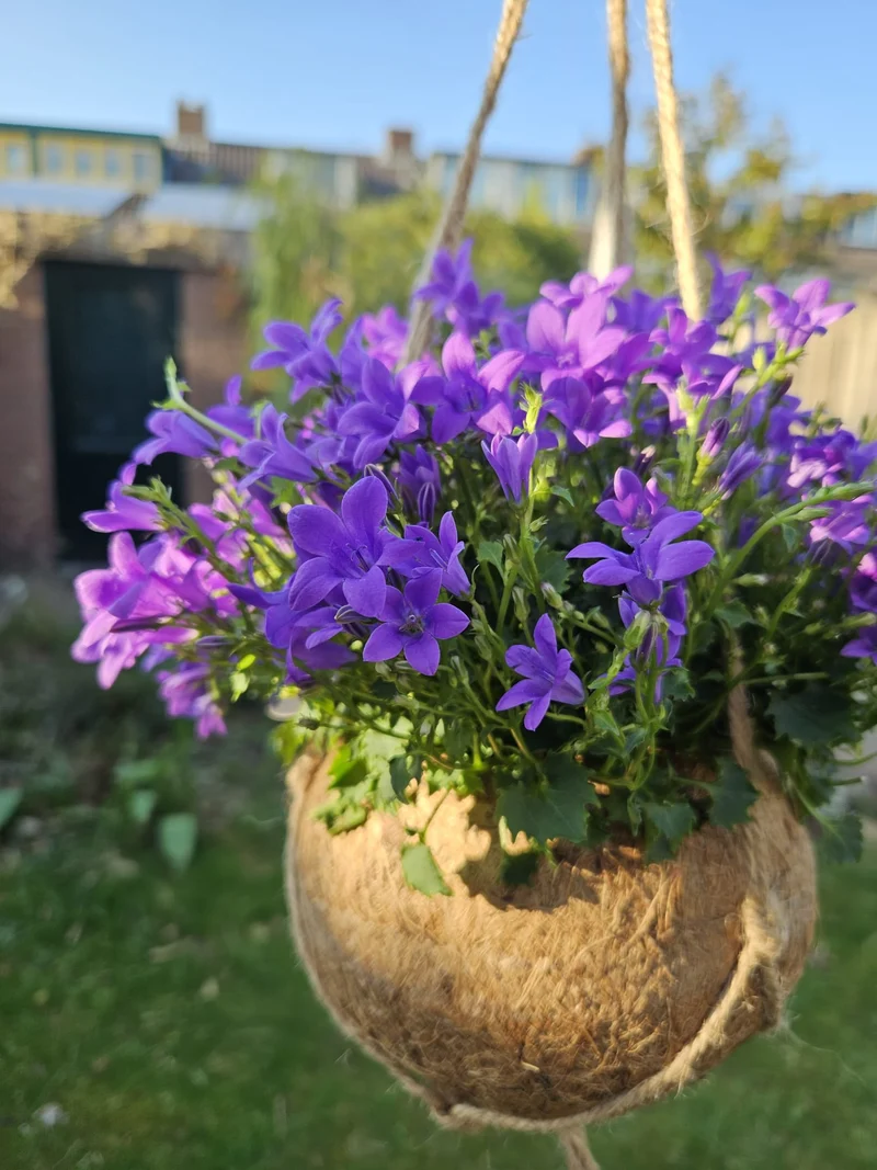 Campanula (Glockenblume) in Kokodama