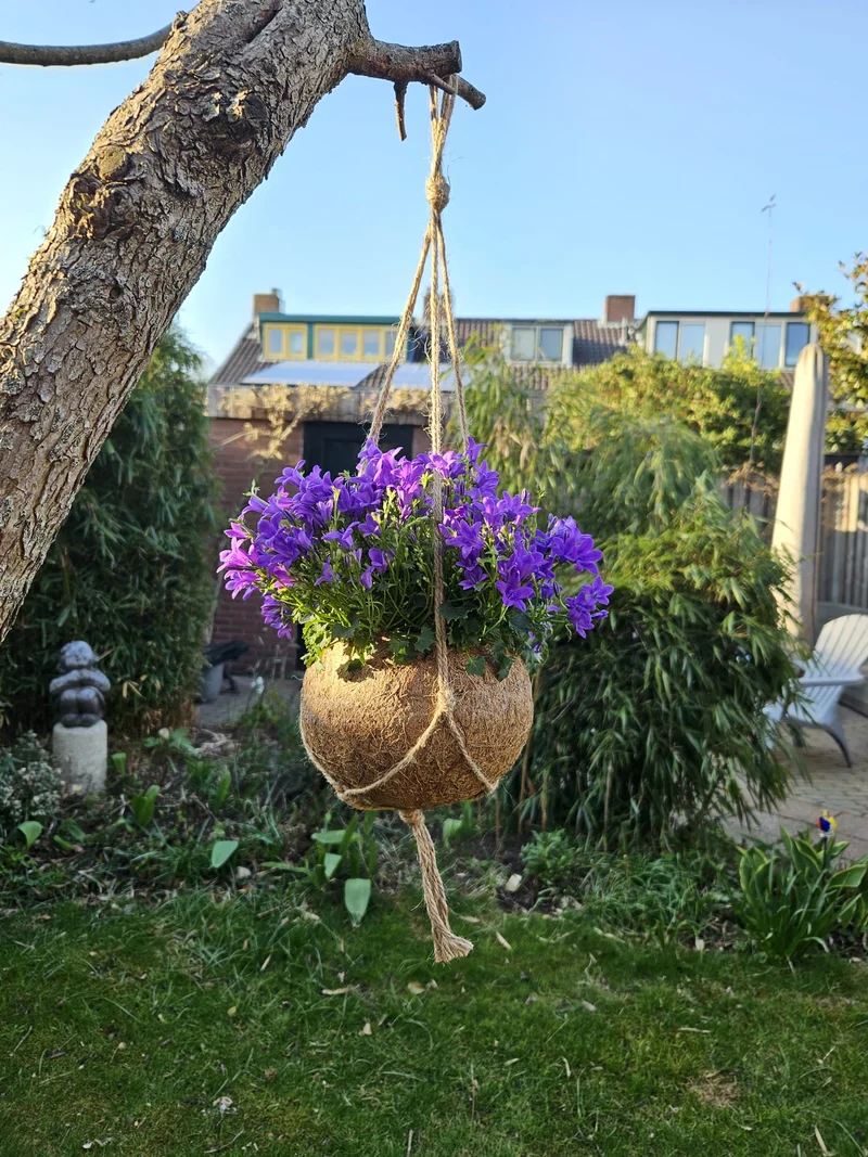 Campanula (Glockenblume) in Kokodama