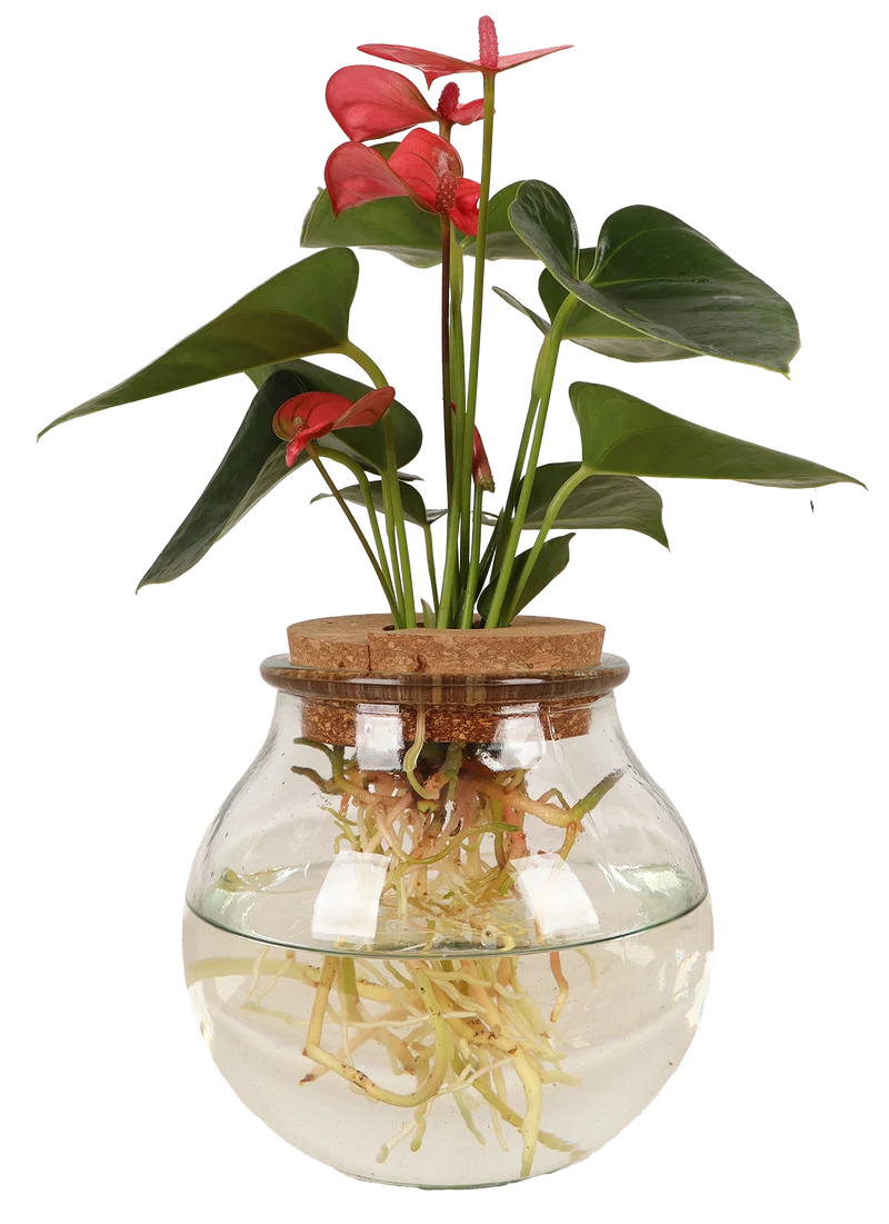 Anthurium in Wasser