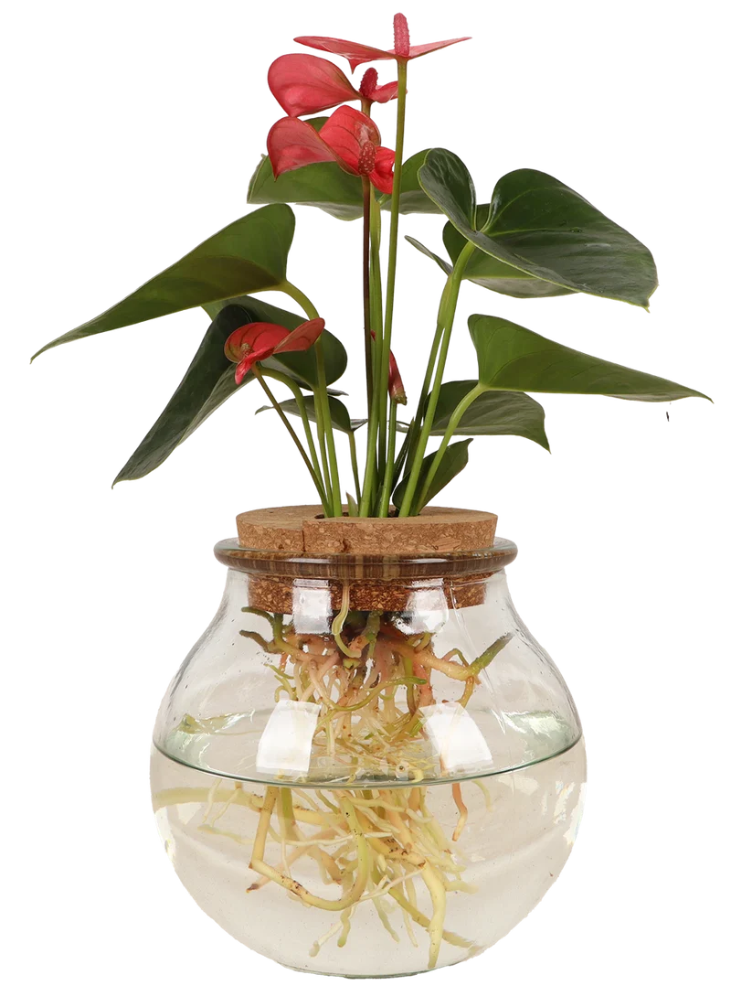 Anthurium in Wasser
