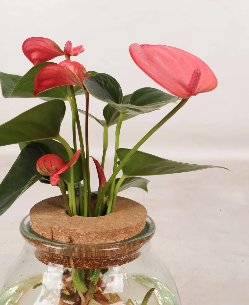 Anthurium in Wasser