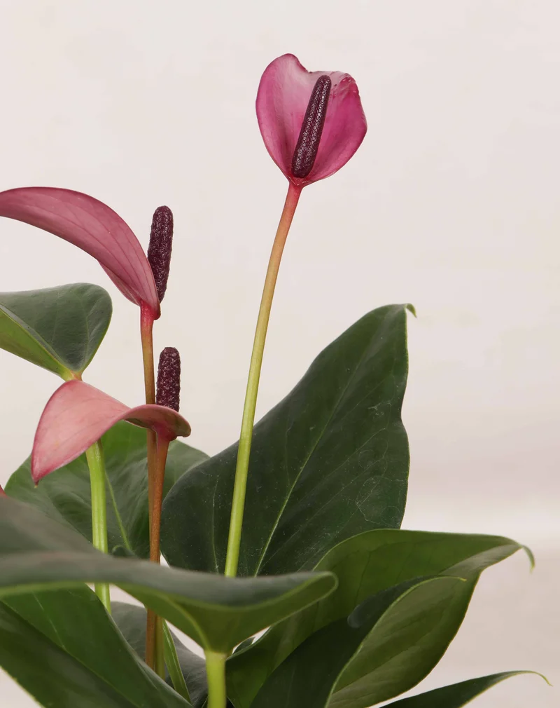 Anthurium in Wasser