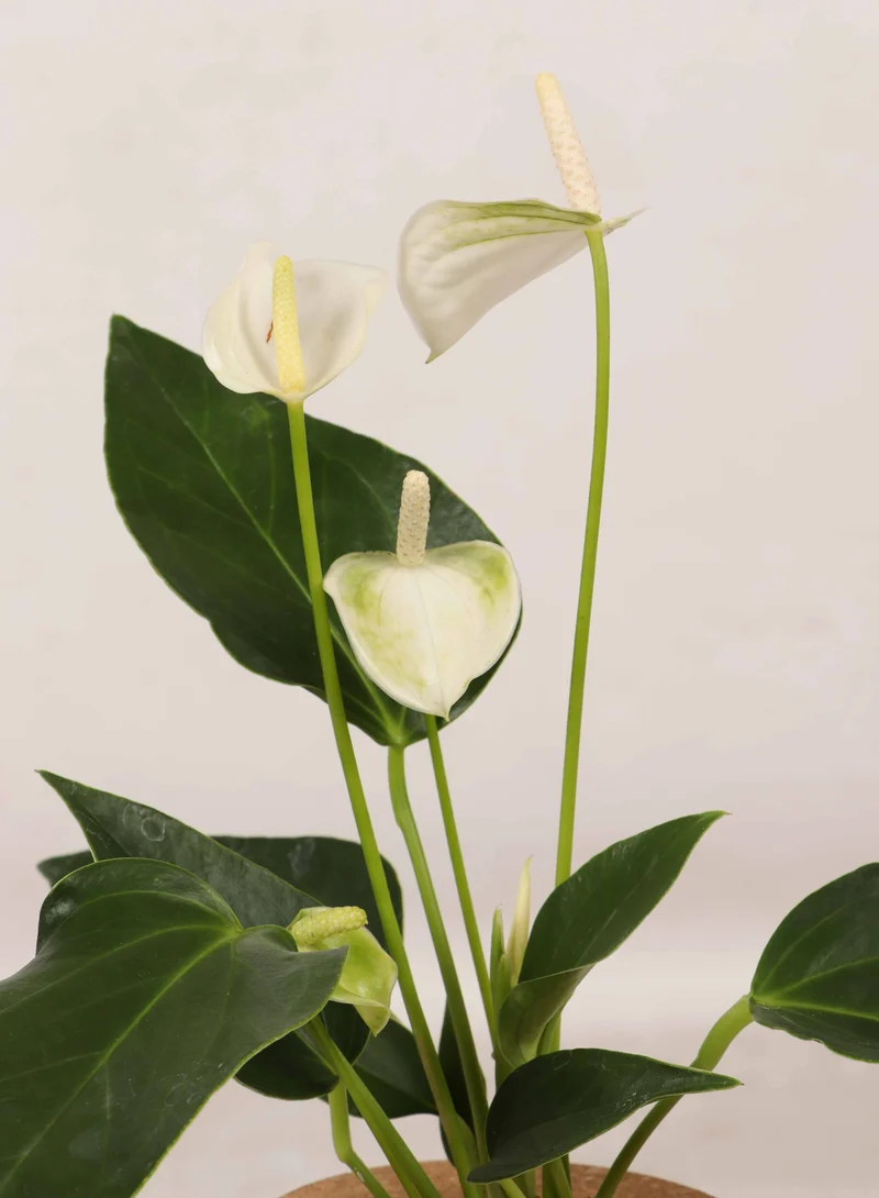 Anthurium in Wasser