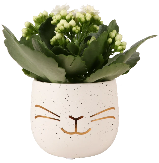 Kalanchoe in einem Ostertopf